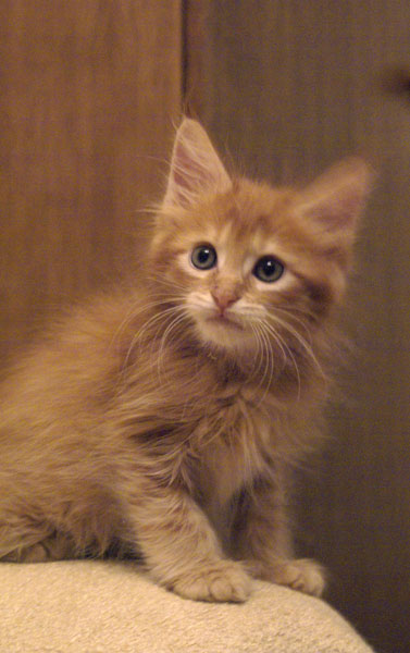 My Cat's Cradle Gerald-1,5m