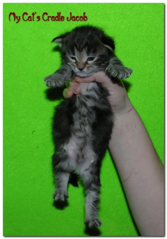 My Cat's Cradle Jacob