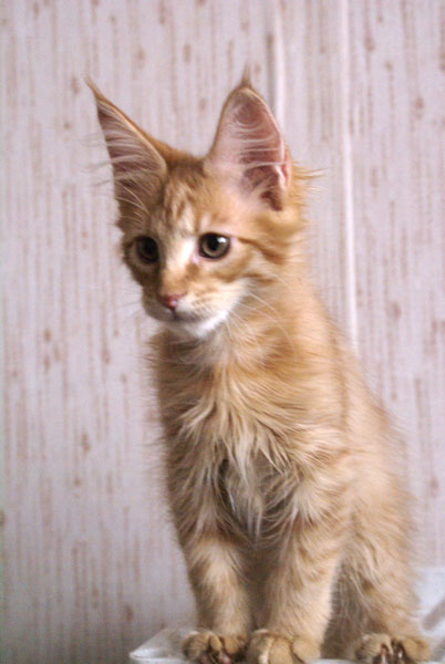 My Cat's Cradle Gerald- 3 m