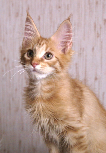 My Cat's Cradle Gerald- 3 m