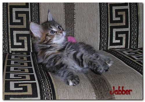 My Cat's Cradle Jabber