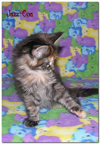 My Cat's Cradle Jazz-Eva