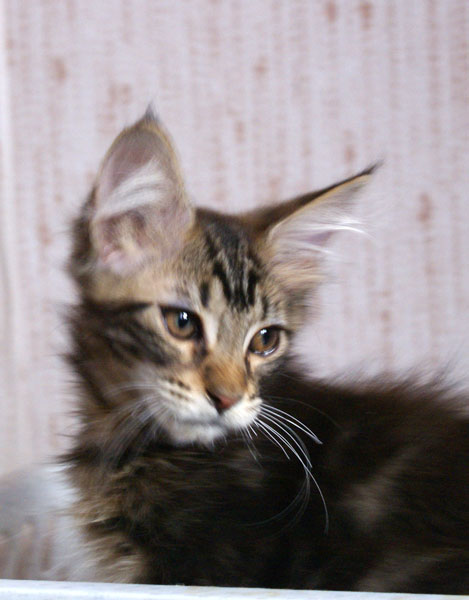 My Cat's Cradle Hugo-2,5 m