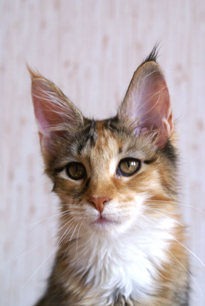 My Cat's Cradle Gretta