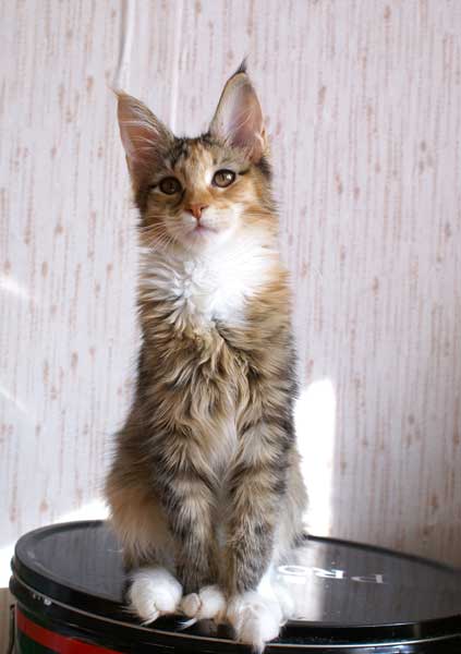 My Cat's Cradle Gretta
