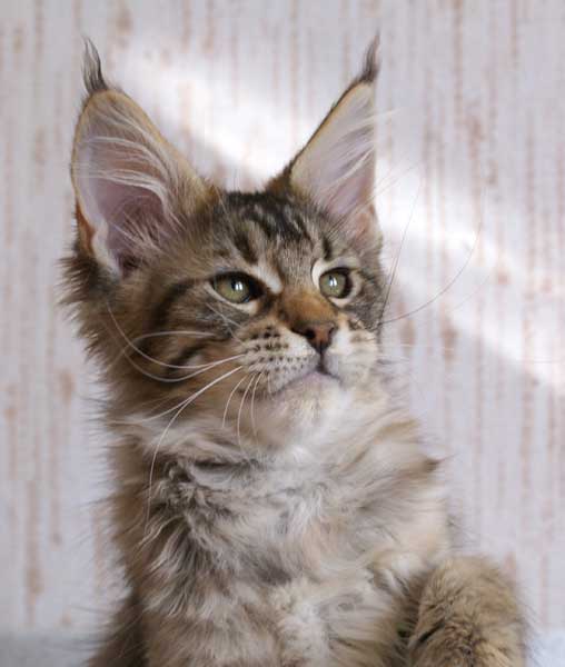 My Cat's Cradle Lenta
