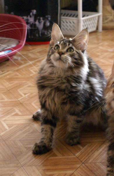 My Cat's Cradle Humphry