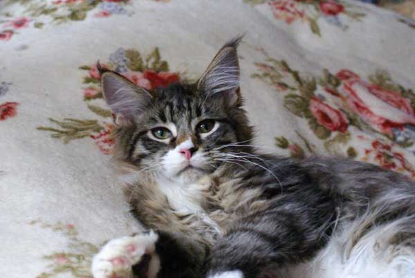 My Cat's Cradle Leon