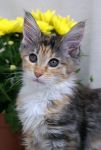 My Cat's Cradle Paloma-3m