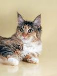 My Cat's Cradle Paloma