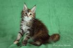 Belocoon's Sandra
