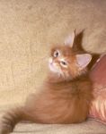 My Cat's Cradle Gerald-1,5m