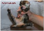 My Cat's Cradle Juliette