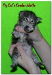 My Cat's Cradle Juliette