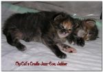 My Cat's Cradle Jazz-Eva