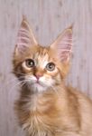 My Cat's Cradle Gerald- 3 m