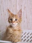 My Cat's Cradle Gerald- 3 m