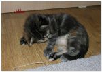My Cat's Cradle Jabber