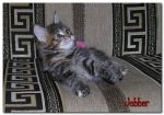 My Cat's Cradle Jabber