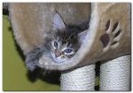 My Cat's Cradle Jabber
