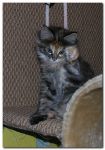 My Cat's Cradle Jazz-Eva