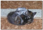 My Cat's Cradle Juliette