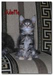 My Cat's Cradle Juliette