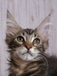 My Cat's Cradle Hugo-2,5 m