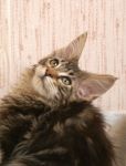 My Cat's Cradle Humphry-2,5 m