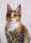 My Cat's Cradle Gretta