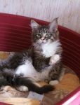 My Cat's Cradle Leon
