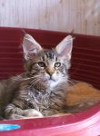 My Cat's Cradle Lenta