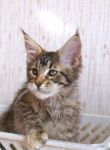 My Cat's Cradle Lenta