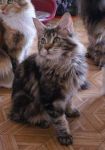 My Cat's Cradle Humphry