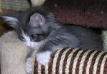 My Cat's Cradle Till