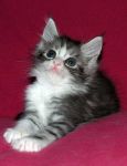 My Cat's Cradle Toldi