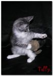 My Cat's Cradle Taffy