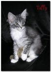 My Cat's Cradle Taffy
