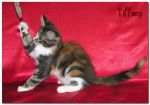 My Cat's Cradle TIFFANY