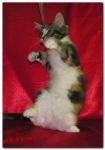 My Cat's Cradle TIFFANY