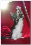 My Cat's Cradle TIFFANY