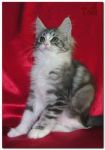 My Cat's Cradle Toldi