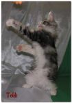 My Cat's Cradle Toldi