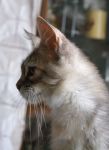 My Cat's Cradle Joycat 4 .-  