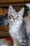 My Cat's Cradle Joycat 4 .-  