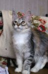 My Cat's Cradle Joycat 4 .-  