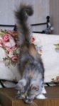 My Cat's Cradle Joycat 4 .-  