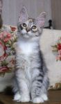 My Cat's Cradle Joycat 4 .-  