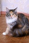 My Cat's Cradle Patricia