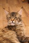 My Cat's Cradle Lenta